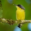 Tyranek ploskozoby - Todirostrum cinereum - Common Tody-flycatcher o2693